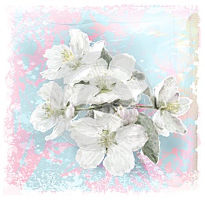 Apple flower blossoms