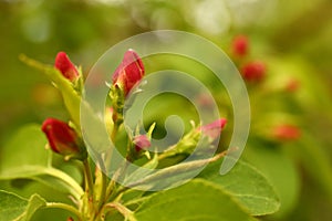 Apple flower buds in spring