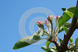 Apple flower buds