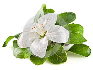 Apple flower isolated on white. with clipping path