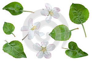 Apple flower with leaf collection