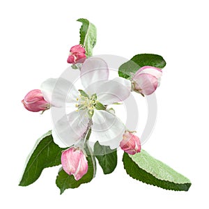 Apple flower with leaf