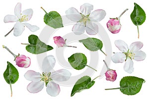 Apple flower with leaf collection