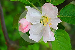 Apple flower in the spring