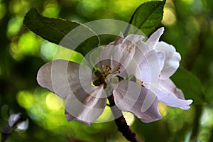 The apple flower, the spring flower of today