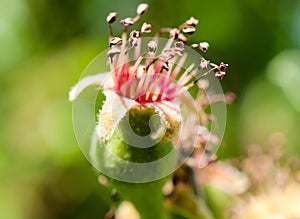 Apple flower