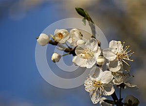 Apple flowers