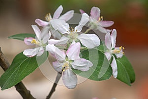 Apple flowers