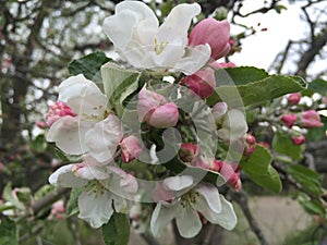 Apple flowers