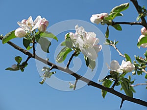 Apple flowers