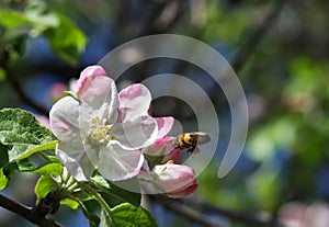 Apple flowers with bee