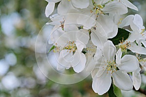 Apple flowers in bloom