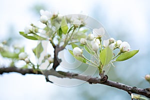 Apple flowers bloom in spring