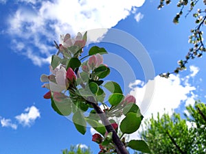 Apple flowers bloom on a spring day. Lots of white flowers. Apple. There a blue sky in the background. The awakening of nature.