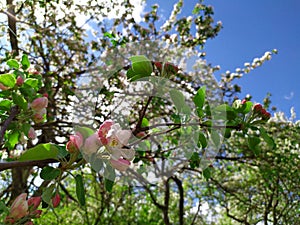 Apple flowers bloom on a spring day. Lots of white flowers. Apple. There's a blue sky in the background. The awakening