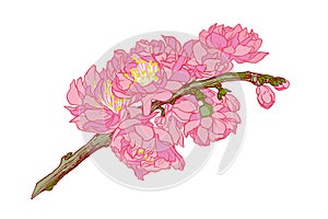 Apple flowers blossom. Hand drawing apple tree branch with flowers blossom illustration.