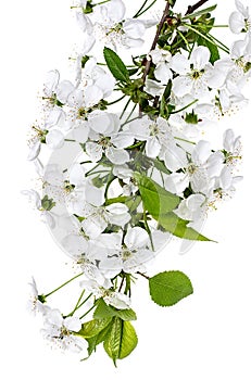 Apple flowers branch isolated on a white