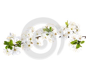 Apple flowers branch isolated on a white