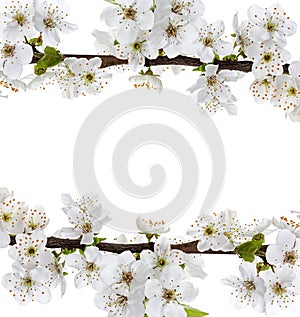 Apple flowers branch isolated on a white