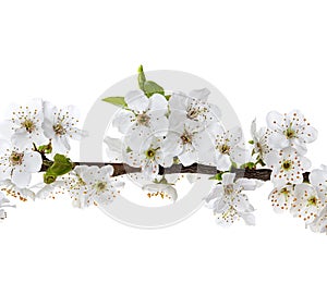 Apple flowers branch isolated on a white