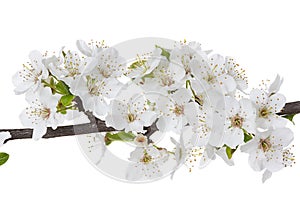 Apple flowers branch isolated on a white background