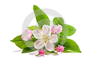 Apple Flowers with buds photo