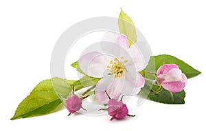 Apple Flowers with buds