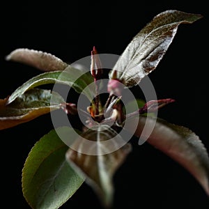 Apple flowers buds