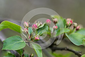 Apple flowers buds on twig closeup selective focus