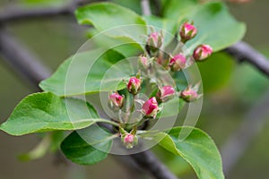 Apple flowers buds on twig closeup selective focus