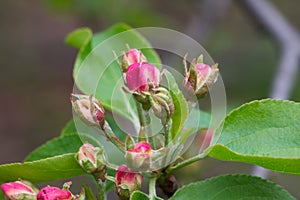 Apple flowers buds on twig closeup selective focus