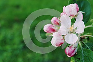 Apple flowers