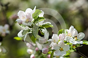 apple flowers, The flowers of fruit trees