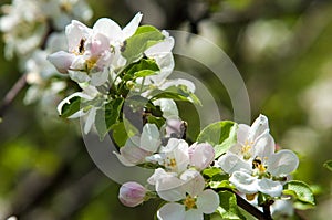 apple flowers, The flowers of fruit trees