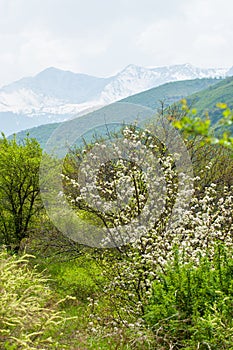 apple flowers, The flowers of fruit trees