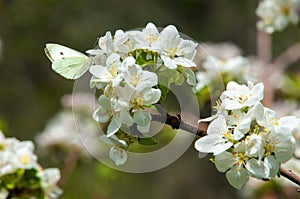 apple flowers, The flowers of fruit trees