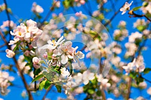 Apple flowers in full blossom during springtime