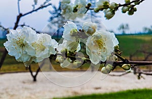 Apple flowers on the hillside of Heming Lake Park, Heming Wetland Park in the southern suburb of Xi`an, Shaanxi Province, China