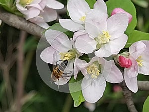 Apple flowers on the hillside of Heming Lake Park, Heming Wetland Park in the southern suburb of Xi`an, Shaanxi Province, China