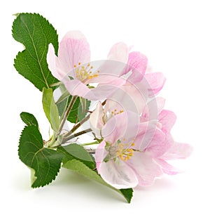 Apple flowers with leaves