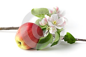 Apple flowers and ripe red apples