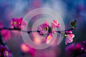 Apple flowers,Spring blossom