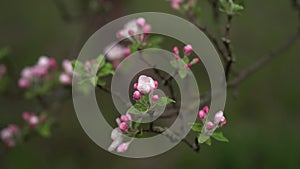 Apple flowers. spring. morning. cloudiness