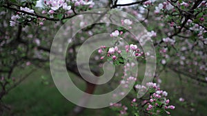 Apple flowers. spring. morning. cloudiness