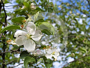 Apple flowers in summer in the morning