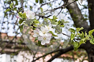 Apple flowers-Targu-jiu 100