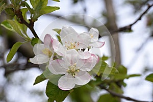 Apple flowers-Targu-jiu 101