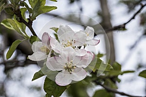 Apple flowers-Targu-jiu 101