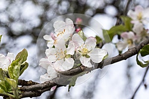 Apple flowers-Targu-jiu 102