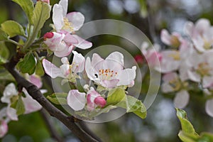 Apple flowers-Targu-jiu 102